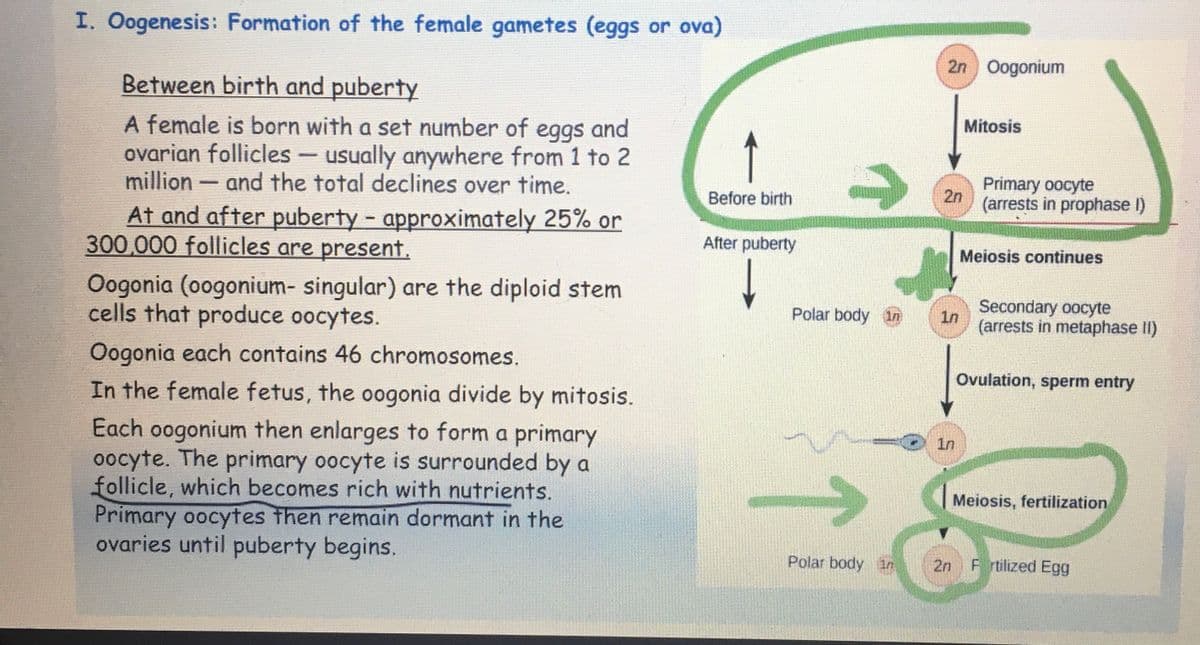 I. Oogenesis: Formation of the female gametes (eggs or ova)
Between birth and puberty
A female is born with a set number of eggs and
ovarian follicles - usually anywhere from 1 to 2
million- and the total declines over time.
At and after puberty - approximately 25% or
300,000 follicles are present.
Oogonia (oogonium- singular) are the diploid stem
cells that produce oocytes.
Oogonia each contains 46 chromosomes.
In the female fetus, the oogonia divide by mitosis.
Each oogonium then enlarges to form a primary
oocyte. The primary oocyte is surrounded by a
follicle, which becomes rich with nutrients.
Primary oocytes then remain dormant in the
ovaries until puberty begins.
2n Oogonium
Mitosis
Primary oocyte
2n
Before birth
(arrests in prophase I)
After puberty
Polar body in
10
In
Meiosis continues
Secondary oocyte
(arrests in metaphase II)
Ovulation, sperm entry
Meiosis, fertilization
Polar body in
2n Fertilized Egg