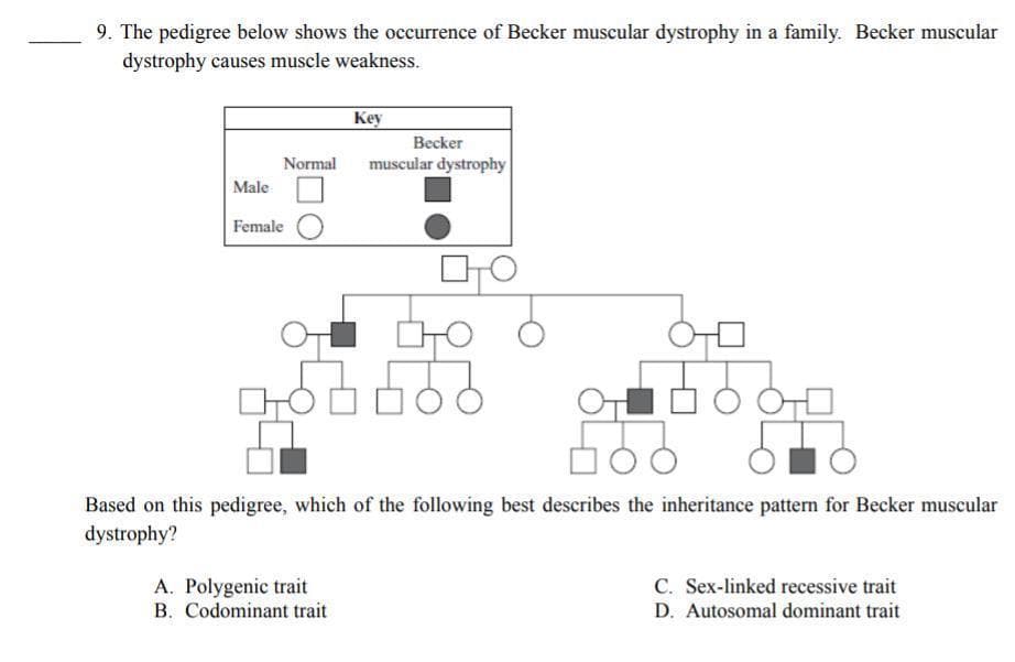 9. The pedigree below shows the occurrence of Becker muscular dystrophy in a family. Becker muscular
dystrophy causes muscle weakness.
Key
Becker
Normal
muscular dystrophy
Male
Female
899
Based on this pedigree, which of the following best describes the inheritance pattern for Becker muscular
dystrophy?
A. Polygenic trait
B. Codominant trait
C. Sex-linked recessive trait
D. Autosomal dominant trait
