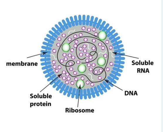 membrane
Soluble
protein
Ribosome
Soluble
RNA
DNA