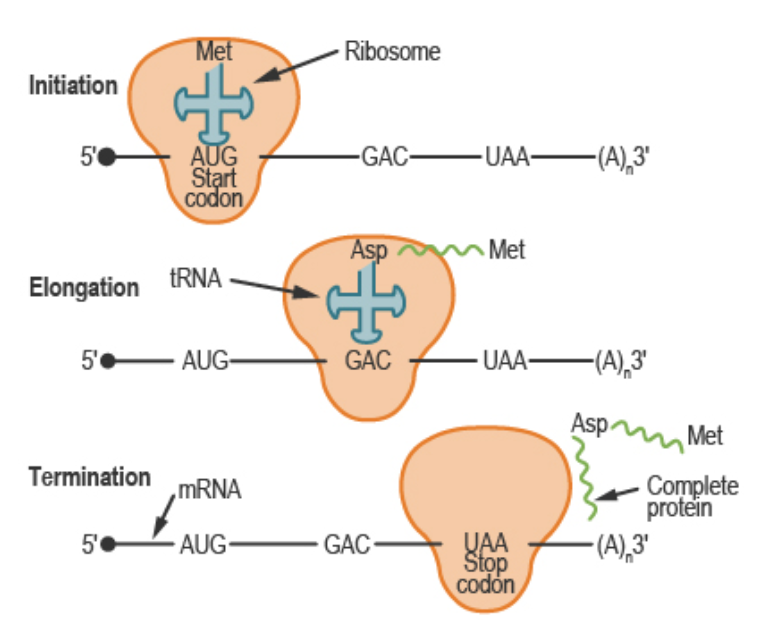 Met
Ribosome
Initiation
-GAC UAA-(A),3'
AUG
Start
codon
5'0
Asp
Met
Elongation
tRNA
5'-
AUG-
GAC
UAA–
(A),3"
Asp
Met
Termination
Complete
protein
MRNA
AUG
GAC
YAA
Stop
codón
5'•
-
-(A),3"
