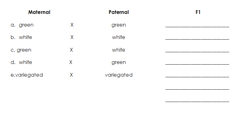 Maternal
Paternal
F1
a. green
X
green
b. white
X
white
C. green
X
white
d. white
X
green
e.variegated
variegated
