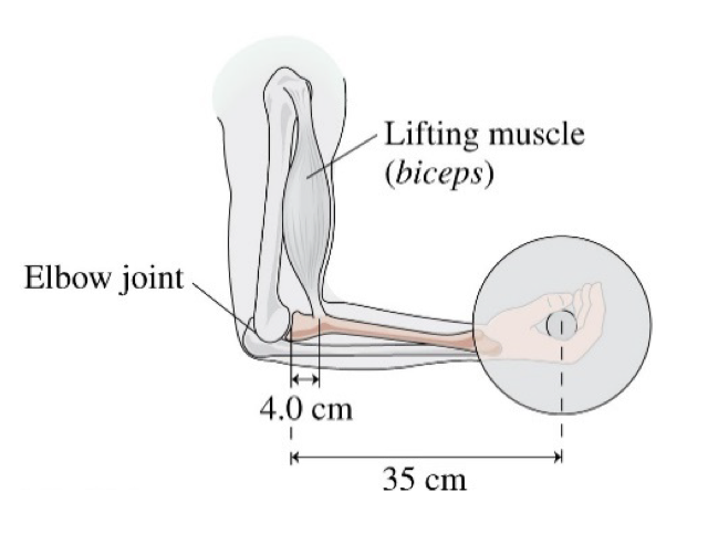 Elbow joint
4.0 cm
I
Lifting muscle
(biceps)
35 cm