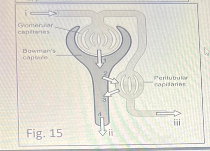 Glomerular
capillaries
Bowman's
capsule
Fig. 15
(0)
Peritubular
capillaries
