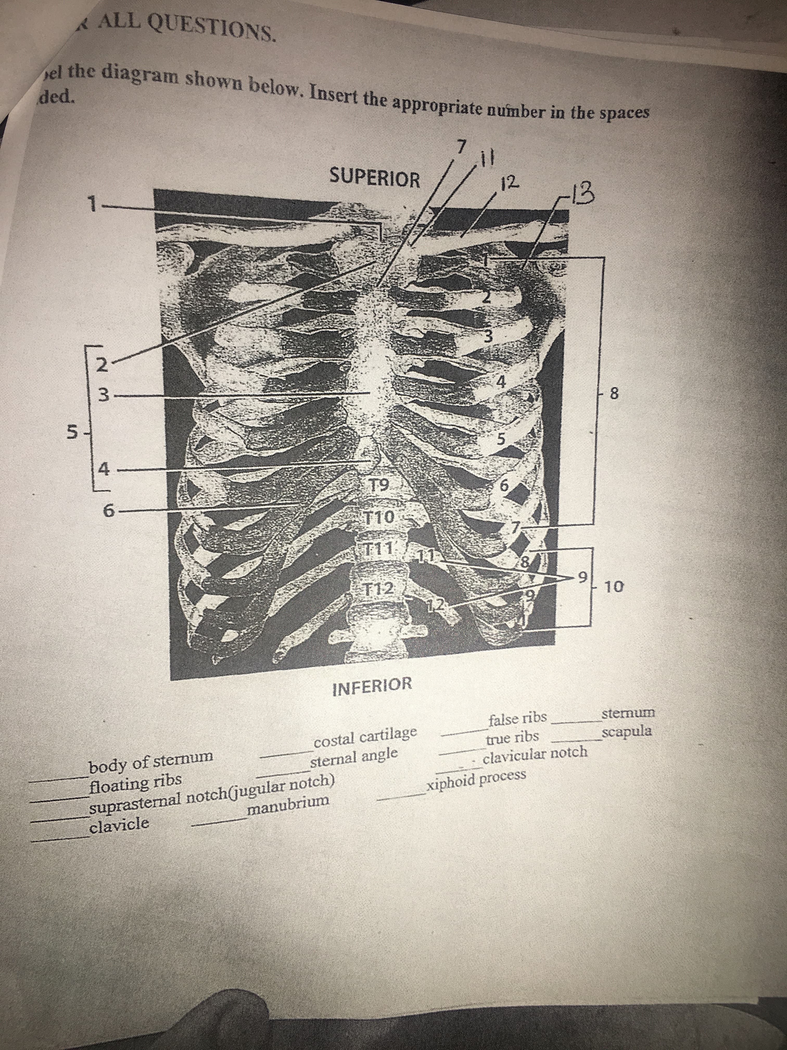 ALL QUESTIONS.
pel the diagram shown below. Insert the appropriate number in the spaces
ded.
7.
SUPERIOR
1.
12
13
3-
8.
T9
6-
T10
T11
8.
T12
12
10
INFERIOR
sternum
false ribs
costal cartilage
sternal angle
scapula
true ribs
clavicular notch
body of sternum
floating ribs
suprasternal notch(jugular notch)
clavicle
xiphoid process
manubrium
4.
