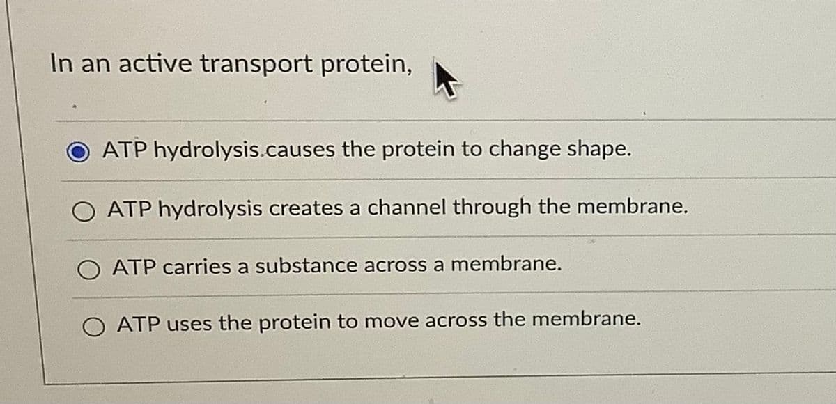 In an active transport protein,
ATP hydrolysis.causes the protein to change shape.
ATP hydrolysis creates a channel through the membrane.
ATP carries a substance across a membrane.
ATP uses the protein to move across the membrane.