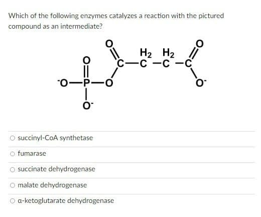 Which of the following enzymes catalyzes a reaction with the pictured
compound as an intermediate?
=
Hz
C—6
ཆོས་རིག་ག་ག་ག་ག་ག་གས་པ་
0—P,
O succinyl-CoA synthetase
fumarase
succinate dehydrogenase
malate dehydrogenase
a-ketoglutarate dehydrogenase