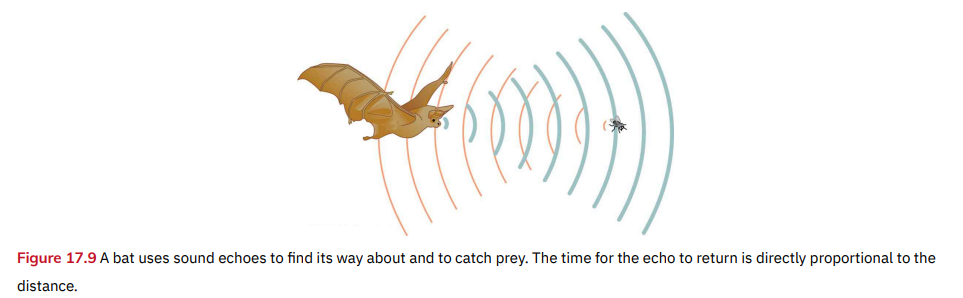 Figure 17.9 A bat uses sound echoes to find its way about and to catch prey. The time for the echo to return is directly proportional to the
distance.
