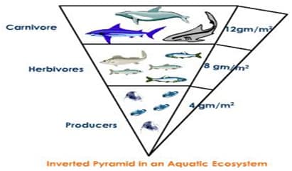 Carnivore
Herbivores
Producers
12gm/n
8 gm/m²
4/gm/m²
Inverted Pyramid in an Aquatic Ecosystem