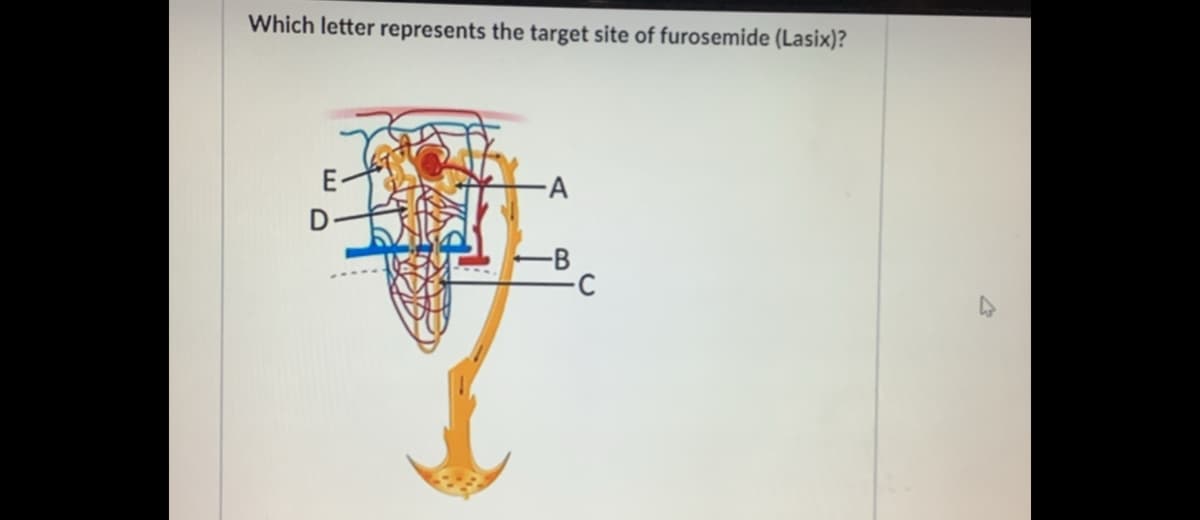 Which letter represents the target site of furosemide (Lasix)?
E-
-B
