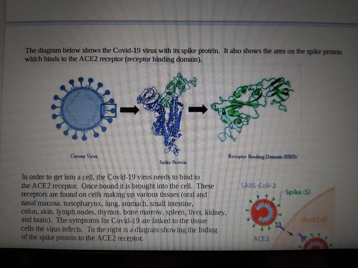 The diagram below shows the Covid-19 virus with its spike protein. It also shows the area on the spike protein
which binds to the ACE2 receptor (receptor binding domain).
Corona Virus
Recepter Binding Domain (RBD)
Spike Protein
In order to get into a cell, the Covid-19 virus needs to bind to
the ACE2 receptor. Once bound it is brought into the cell. These
receptors are found on cells making up various tissues (oral and
nasal mucosa, nasopharynx, lung, stomach, small intestine,
colon, skin, lymph nodes, thymus, bone marrow, spleen, liver, kidney,
and brain). The symptoms for Covid-19 are linked to the tissue
cells the virus infects. To the right is a diagram showing the biding
of the spike protein to the ACE2 receptor.
SARS-CoV-2
Spike (S)
Host Cell
ACE2
