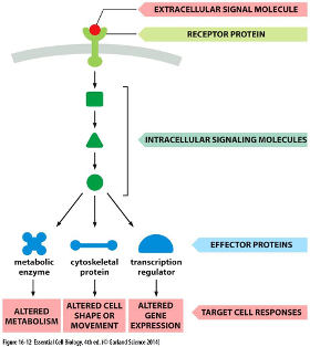 EXTRACELLULAR SIGNAL MOLECULE
RECEPTOR PROTEIN
INTRACELLULAR SIGNALING MOLECULES
EFFECTOR PROTEINS
metabolic
cytoskeletal transcription
protein
enzyme
regulator
ALTERED CELL
ALTERED
ALTERED
METABOLISM
TARGET CELL RESPONSES
SHAPE OR
GENE
MOVEMENT EXPRESSION
Figee te-12 Eseriel Ce alag thet. OEakendSione 014
