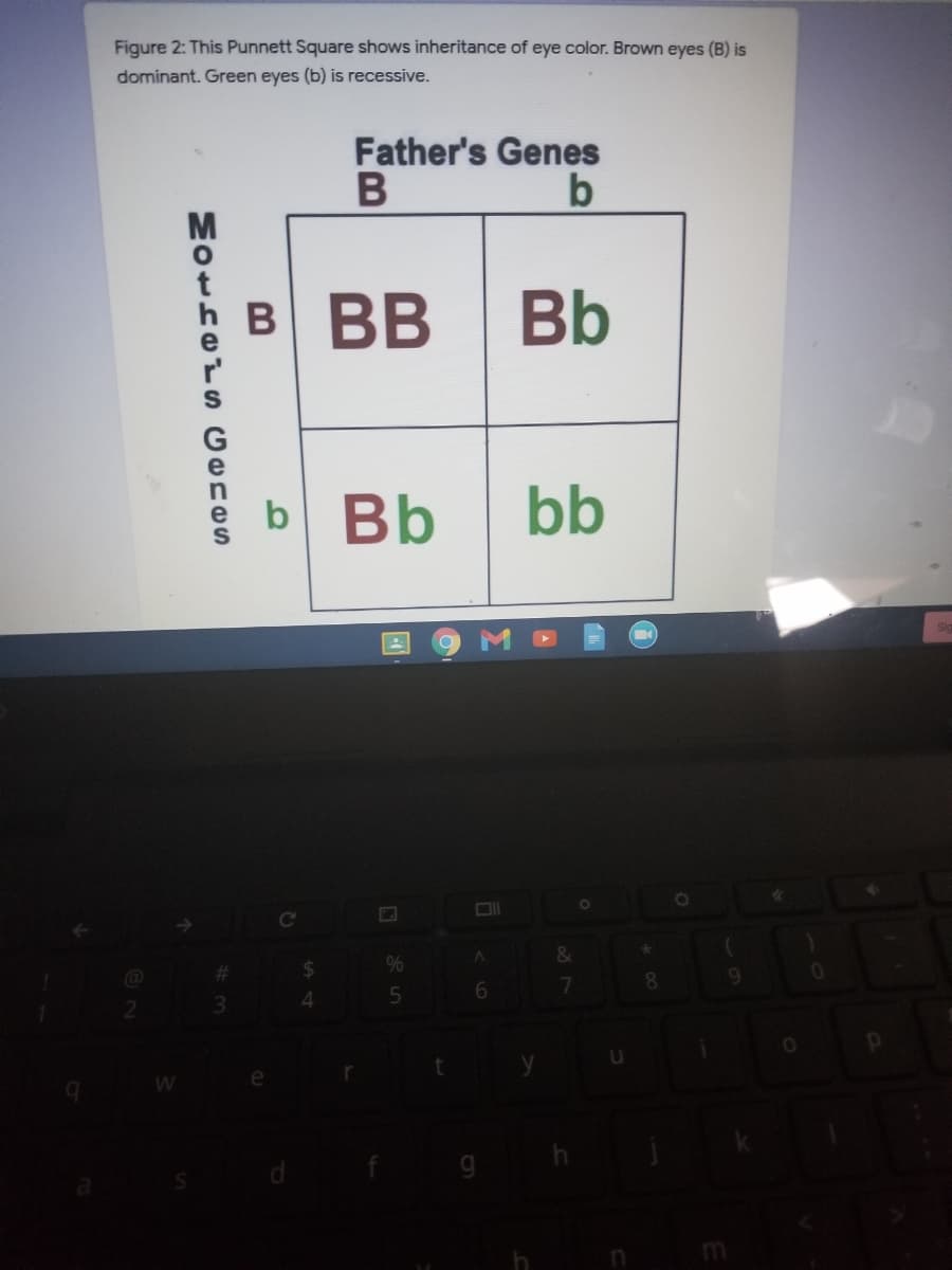 Figure 2: This Punnett Square shows inheritance of eye color. Brown eyes (B) is
dominant. Green eyes (b) is recessive.
Father's Genes
b
BB
Bb
b Bb
bb
%24
%23
3.
7
8.
4.
B

