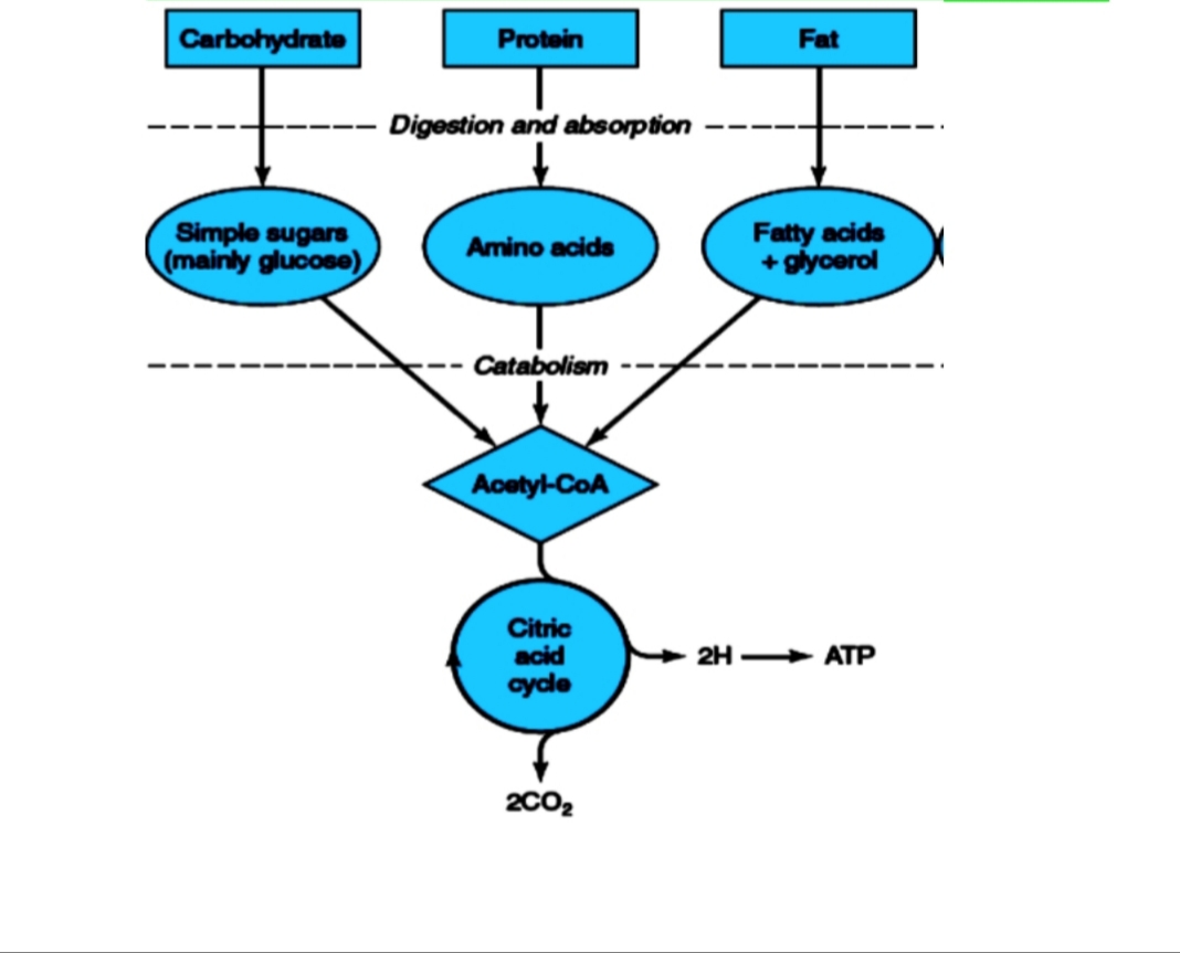 Carbohydrate
Protein
Fat
Digestion and absorption
Simple sugars
(mainly glucose)
Fatty acids
+ glycerol
Amino acide
Catabolism
Aoetyl-CoA
Citric
acid
cycle
2H — АТР
2C02
