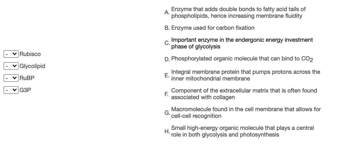 Enzyme that adds double bonds to fatty acid tails of
A.
phospholipids, hence increasing membrane fluidity
B. Enzyme used for carbon fixation
Important enzyme in the endergonic energy investment
C.
phase of glycolysis
V Rubisco
D. Phosphorylated organic molecule that can bind to CO2
v Glycolipid
Integral membrane protein that pumps protons across the
Е.
inner mitochondrial membrane
RUBP
Component of the extracellular matrix that is often found
F.
associated with collagen
G3P
Macromolecule found in the cell membrane that allows for
G.
cell-cell recognition
Small high-energy organic molecule that plays a central
Н.
role in both glycolysis and photosynthesis

