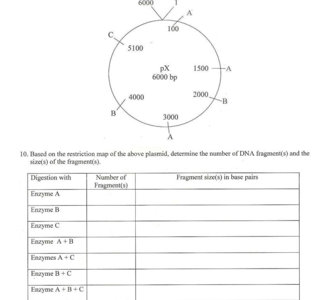 B
6000
5100
Number of
Fragment(s)
4000
100
pX
6000 bp
3000
A
A
1500
2000
A
B
10. Based on the restriction map of the above plasmid, determine the number of DNA fragment(s) and the
size(s) of the fragment(s).
Digestion with
Enzyme A
Enzyme B
Enzyme C
Enzyme A + B
Enzymes A + C
Enzyme B+ C
Enzyme A + B + C
Fragment size(s) in base pairs