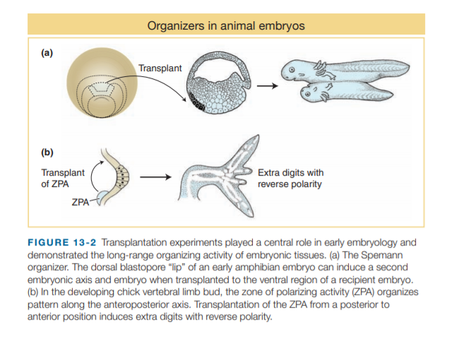 Organizers in animal embryos
(a)
Transplant
(b)
Transplant
of ZPA
Extra digits with
reverse polarity
ZPA-
FIGURE 13-2 Transplantation experiments played a central role in early embryology and
demonstrated the long-range organizing activity of embryonic tissues. (a) The Spemann
organizer. The dorsal blastopore "lip" of an early amphibian embryo can induce a second
embryonic axis and embryo when transplanted to the ventral region of a recipient embryo.
(b) In the developing chick vertebral limb bud, the zone of polarizing activity (ZPA) organizes
pattern along the anteroposterior axis. Transplantation of the ZPA from a posterior to
anterior position induces extra digits with reverse polarity.

