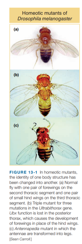 Homeotic mutants of
Drosophila melanogaster
(a)
(b)
(c)
FIGURE 13-1 In homeotic mutants,
the identity of one body structure has
been changed into another. (a) Normal
fly with one pair of forewings on the
second thoracic segment and one pair
of small hind wings on the third thoracic
segment. (b) Triple mutant for three
mutations in the Ultrabithorax gene.
Ubx function is lost in the posterior
thorax, which causes the development
of forewings in place of the hind wings.
(c) Antennapedia mutant in which the
antennae are transformed into legs.
(Sean Carroll.
