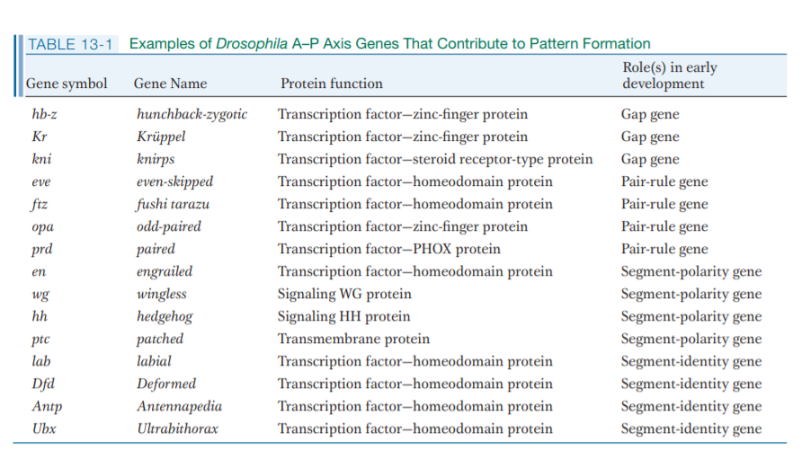 | TABLE 13-1 Examples of Drosophila A-P Axis Genes That Contribute to Pattern Formation
Gene symbol
Role(s) in early
development
Gene Name
Protein function
hb-z
hunchback-zygotic
Transcription factor–zinc-finger protein
Gap gene
Kr
Krüppel
Transcription factor–zinc-finger protein
Gap gene
kni
knirps
Transcription factor-steroid receptor-type protein
Gap gene
Pair-rule gene
even-skipped
fushi tarazu
eve
Transcription factor–homeodomain protein
Transcription factor-homeodomain protein
Pair-rule gene
Pair-rule gene
ftz
odd-paired
paired
ора
Transcription factor–zinc-finger protein
prd
Transcription factor–PHOX protein
Pair-rule gene
en
engrailed
Transcription factor–homeodomain protein
Segment-polarity gene
wg
wingless
Signaling WG protein
Segment-polarity gene
Segment-polarity gene
Segment-polarity gene
hh
hedgehog
Signaling HH protein
ptc
patched
Transmembrane protein
lab
labial
Transcription factor–homeodomain protein
Transcription factor–homeodomain protein
Transcription factor–homeodomain protein
Transcription factor–homeodomain protein
Segment-identity gene
Dfd
Deformed
Segment-identity gene
Antp
Antennapedia
Segment-identity gene
Ubx
Ultrabithorax
Segment-identity gene
