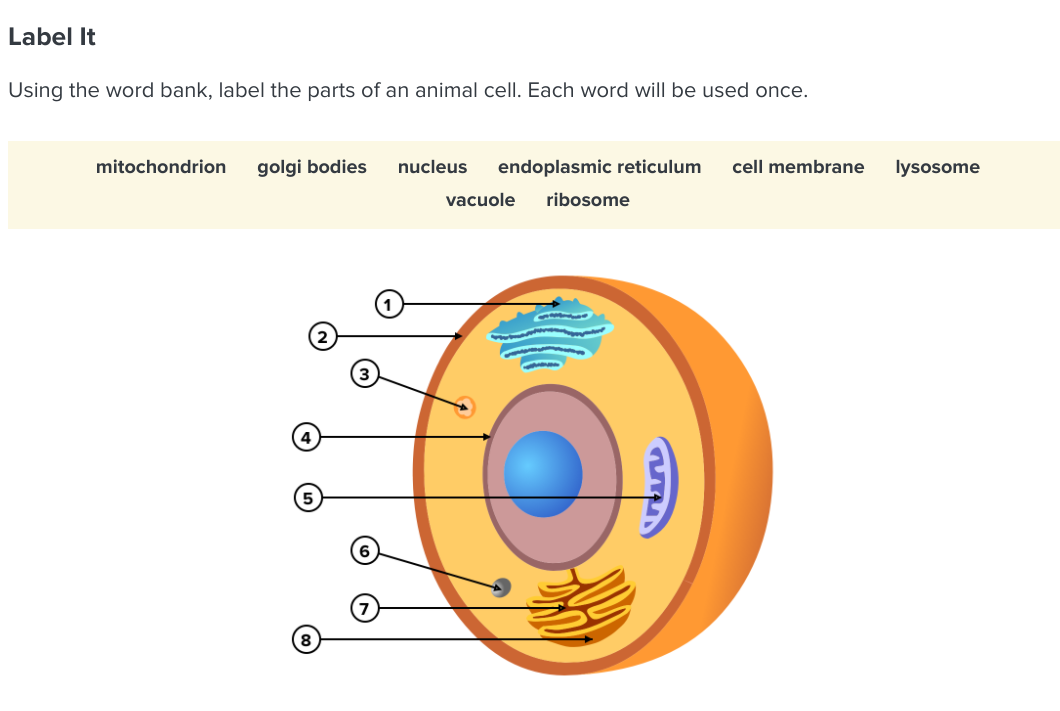 Label It
Using the word bank, label the parts of an animal cell. Each word will be used once.
mitochondrion
golgi bodies
nucleus
endoplasmic reticulum
cell membrane
lysosome
vacuole
ribosome
6
