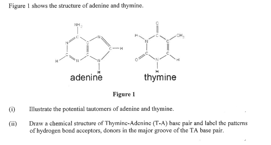 Figure 1 shows the structure of adenine and thymine.
(i)
(ii)
NH
adenine
C-H
thymine
Figure 1
Illustrate the potential tautomers of adenine and thymine.
Draw a chemical structure of Thyminc-Adenine (T-A) base pair and label the patterns
of hydrogen bond acceptors, donors in the major groove of the TA base pair.