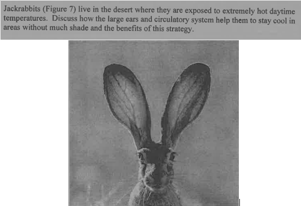 Jackrabbits (Figure 7) live in the desert where they are exposed to extremely hot daytime
temperatures. Discuss how the large ears and circulatory system help them to stay cool in
areas without much shade and the benefits of this strategy.