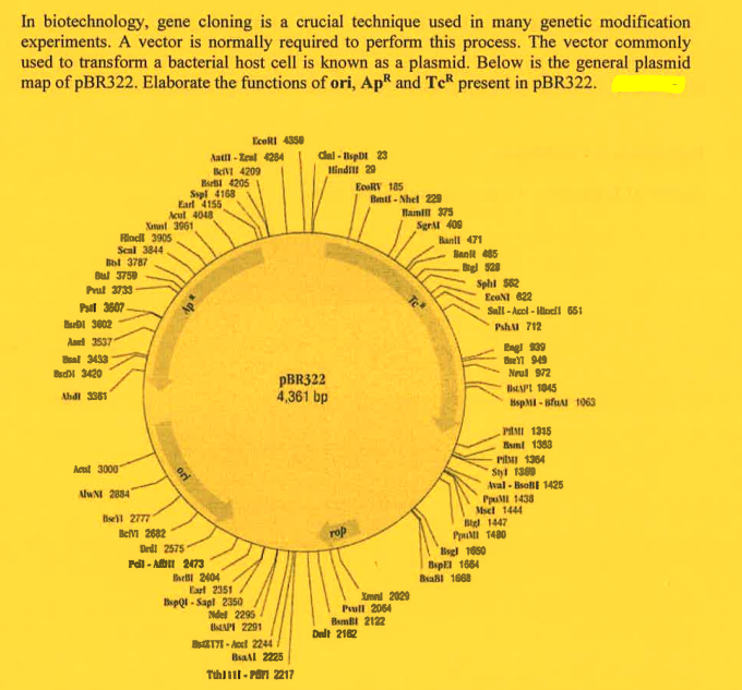 In biotechnology, gene cloning is a crucial technique used in many genetic modification
experiments. A vector is normally required to perform this process. The vector commonly
used to transform a bacterial host cell is known as a plasmid. Below is the general plasmid
map of pBR322. Elaborate the functions of ori, Ap and TeR present in pBR322.
Bul 3759
Prul 3733
PM 3507
BDI 3602
Asel 3537
Bal 3433
Finci 3905
Scal 3844
3787
Bad 3420
Ahdi 3361
Acul 3000
AlwNI 2884
Sspl 4168
Earl 4155
Acul 4048
Xust 3961
Bell 2777
Bc1 2682
ori
Aall-Zeal 4284
BeiVI 4209
B 4205
Del 2575
Pail-Att 2473
BAB 2404
EcoRI 4350
Earl 2351
BspQI-Sapl 2350
Ndel 2295
BAP 2291
178-Accl 2244
Cial-Ispit 23
Hindill 29
pBR322
4,361 bp
Ball 2225
TthJ11- Part 2217
rop
EcoRY 185
Bmtl-Nhel 229
Hamill 375
Sgr 400
Ball 471
Xml 2029
Pull 2064
Dalt 2162
BamB 2122
Banil 485
Bigl 128
Sphl 582
EcoN1 822
Sall-Accl-Hell 651
Pshu 712
BsaBl 1668
Engl 939
BeY1 945
Nrul 972
BAPT 1045
BspMI-BfuM 1063
PAMI 1315
Bumi 1353
Bgl 1650
BapEl 1664
P1364
Styl 1389
Aval-Bsol 1425
PpuM 1438
Msel 1444
Bigl 1447
PMI 1480