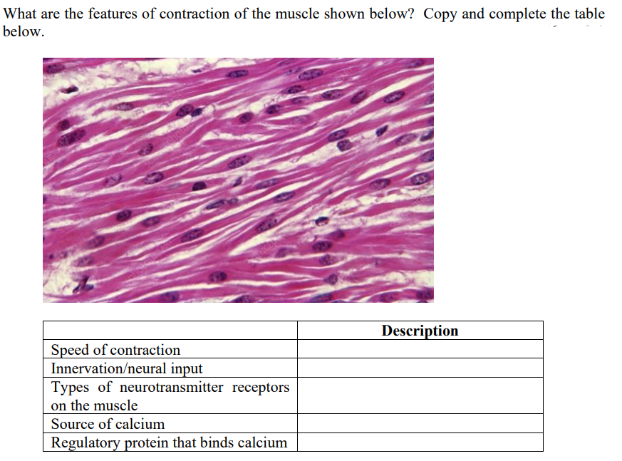 What are the features of contraction of the muscle shown below? Copy and complete the table
below.
Speed of contraction
Innervation/neural input
Types of neurotransmitter receptors
on the muscle
Source of calcium
Regulatory protein that binds calcium
Description