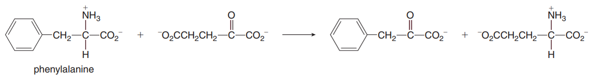 NH3
NH3
O2CCH,CH,-C-CO2
+
CH2
Ç-CO2
0,CCH,CH2-Ö-CO2
CH2-C-CO2
+
H.
phenylalanine
