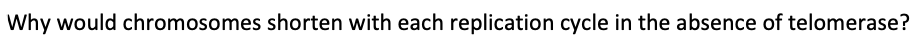 Why would chromosomes shorten with each replication cycle in the absence of telomerase?
