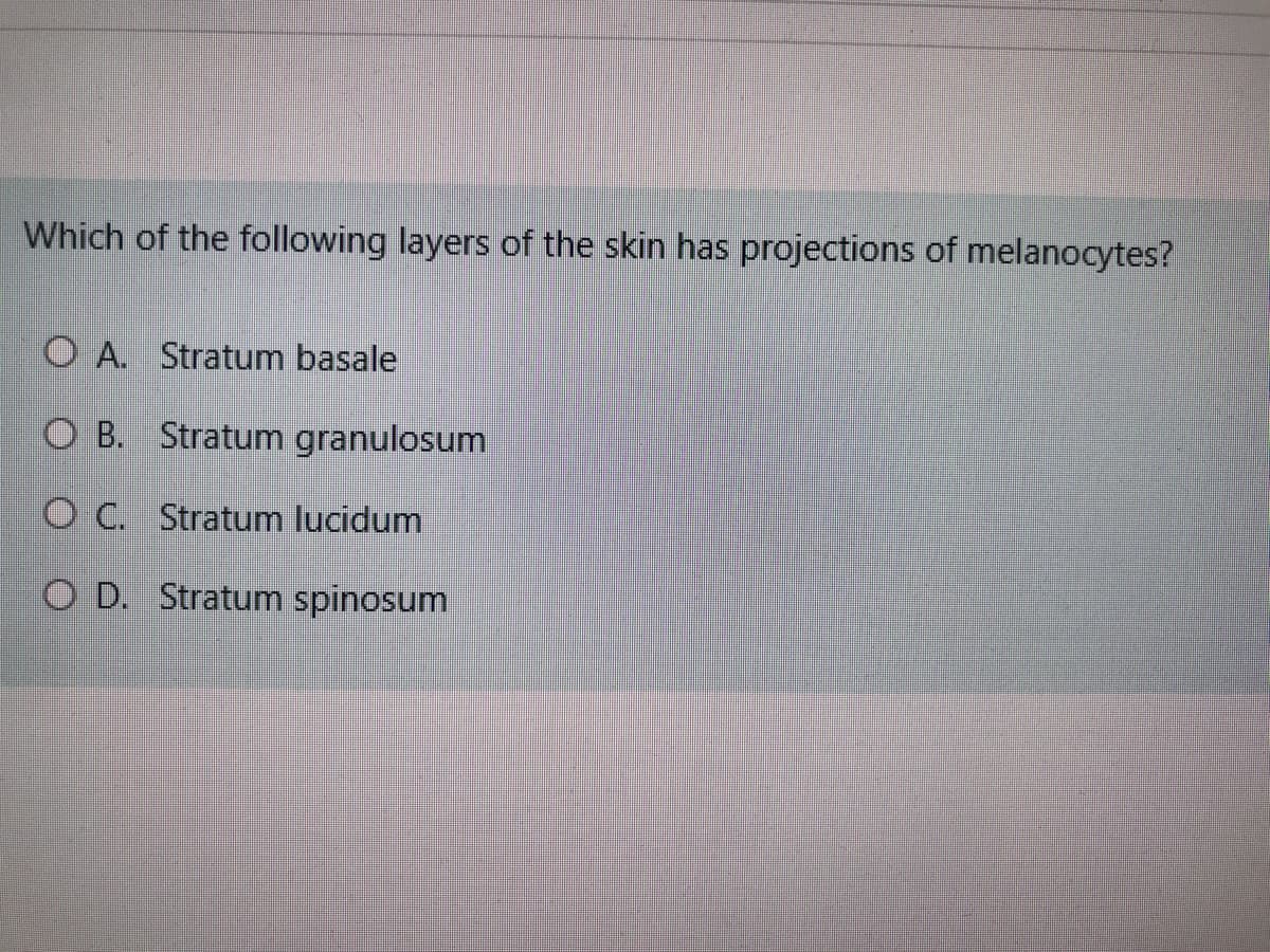 Which of the following layers of the skin has projections of melanocytes?
O A. Stratum basale
O B. Stratum granulosum
O C. Stratum lucidum
O D. Stratum spinosum
