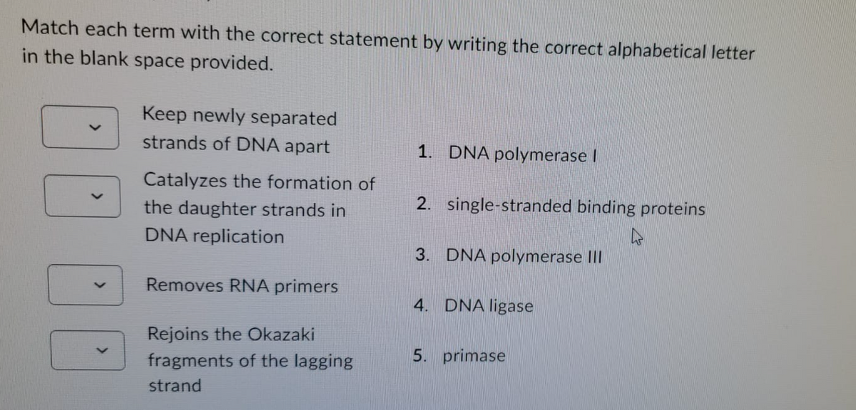 Match each term with the correct statement by writing the correct alphabetical letter
in the blank space provided.
Keep newly separated
strands of DNA apart
Catalyzes the formation of
the daughter strands in
DNA replication
Removes RNA primers
Rejoins the Okazaki
fragments of the lagging
strand
1. DNA polymerase I
2. single-stranded binding proteins
4
3. DNA polymerase III
4. DNA ligase
5. primase