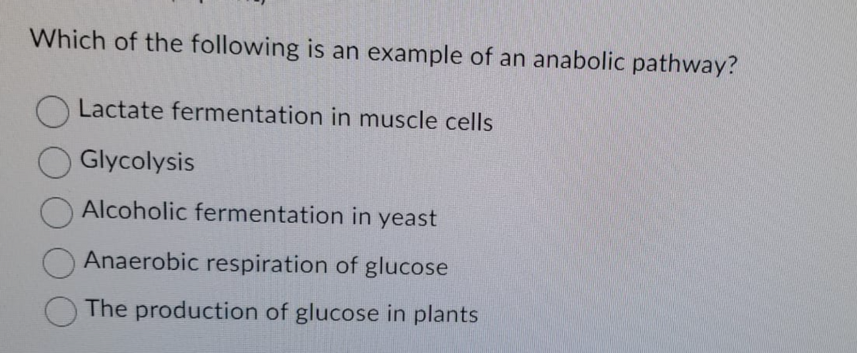 Which of the following is an example of an anabolic pathway?
Lactate fermentation in muscle cells
Glycolysis
Alcoholic fermentation in yeast
Anaerobic respiration of glucose
The production of glucose in plants