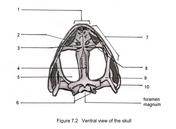 2
7
3
8
4
5
10
foramen
magnum
Figure 7.2 Ventral view of the skull
CO
