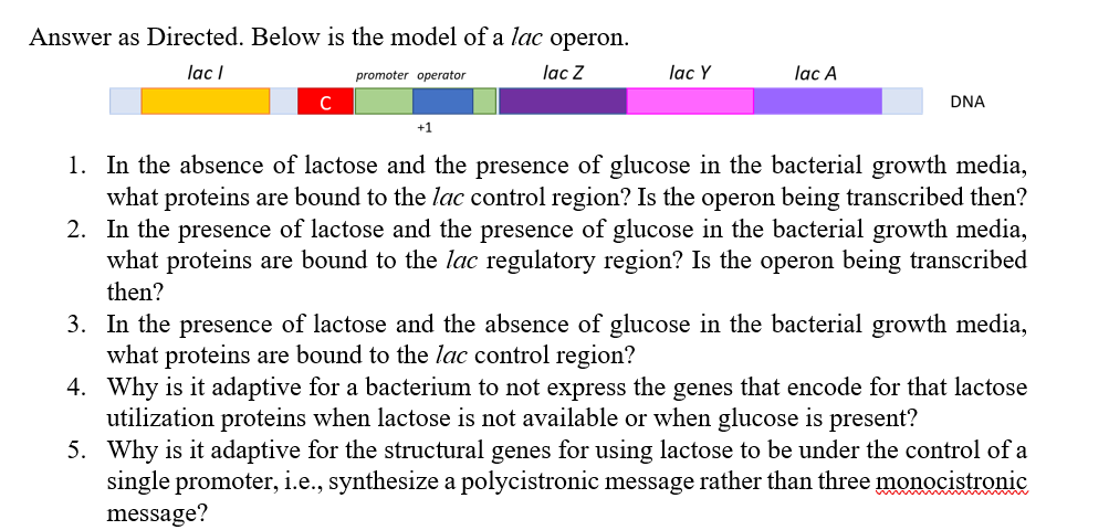 Answer as Directed. Below is the model of a lac operon.
lac I
lac Z
с
promoter operator
+1
lac Y
lac A
DNA
1. In the absence of lactose and the presence of glucose in the bacterial growth media,
what proteins are bound to the lac control region? Is the operon being transcribed then?
2. In the presence of lactose and the presence of glucose in the bacterial growth media,
what proteins are bound to the lac regulatory region? Is the operon being transcribed
then?
3. In the presence of lactose and the absence of glucose in the bacterial growth media,
what proteins are bound to the lac control region?
4. Why is it adaptive for a bacterium to not express the genes that encode for that lactose
utilization proteins when lactose is not available or when glucose is present?
5. Why is it adaptive for the structural genes for using lactose to be under the control of a
single promoter, i.e., synthesize a polycistronic message rather than three monocistronic
message?
