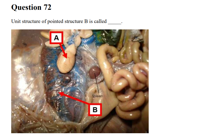 Question 72
Unit structure of pointed structure B is called
A
Spleen
B
