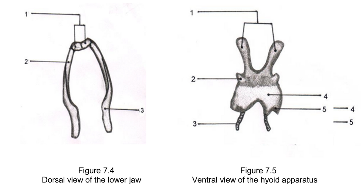 2
2
3
- 4
3
5
Figure 7.4
Dorsal view of the lower jaw
Figure 7.5
Ventral view of the hyoid apparatus
