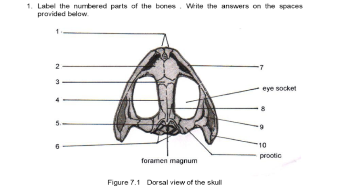 1. Label the numbered parts of the bones. Write the answers on the spaces
provided below.
2
3
eye socket
4
8
5.
6.
10
prootic
foramen magnum
Figure 7.1 Dorsal view of the skull
