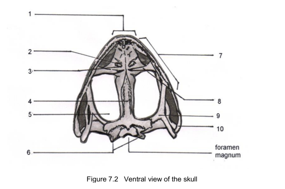 2
7
3
4
8
9
10
foramen
magnum
Figure 7.2 Ventral view of the skull

