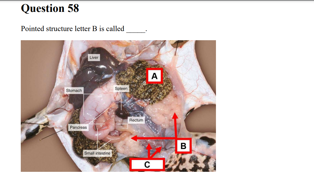 Question 58
Pointed structure letter B is called
Liver
А
Spleen
Stomach
Rectum
Pancreas
Small intestine
C
