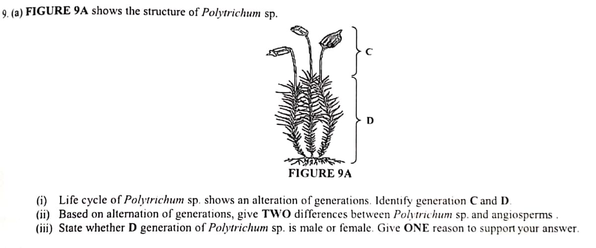 9 (a) FIGURE 9A shows the structure of Polytrichum sp.
D
FIGURE 9A
(i) Life cycle of Polytrichum sp. shows an alteration of generations. Identify generation C and D.
(ii) Based on alternation of generations, give TWO differences between Polytrichum sp. and angiosperms .
(iii) State whether D generation of Polytrichum sp. is male or female. Give ONE reason to support your answer.

