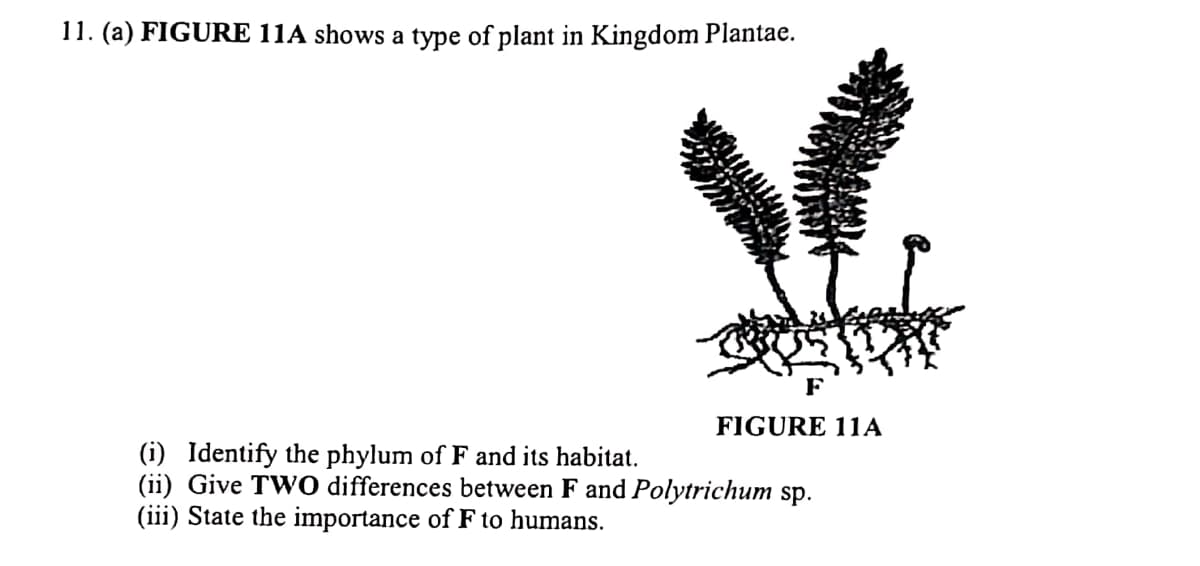 11. (a) FIGURE 11A shows a type of plant in Kingdom Plantae.
F
FIGURE 11A
(i) Identify the phylum of F and its habitat.
(ii) Give TW0 differences between F and Polytrichum sp.
(iii) State the importance of F to humans.
