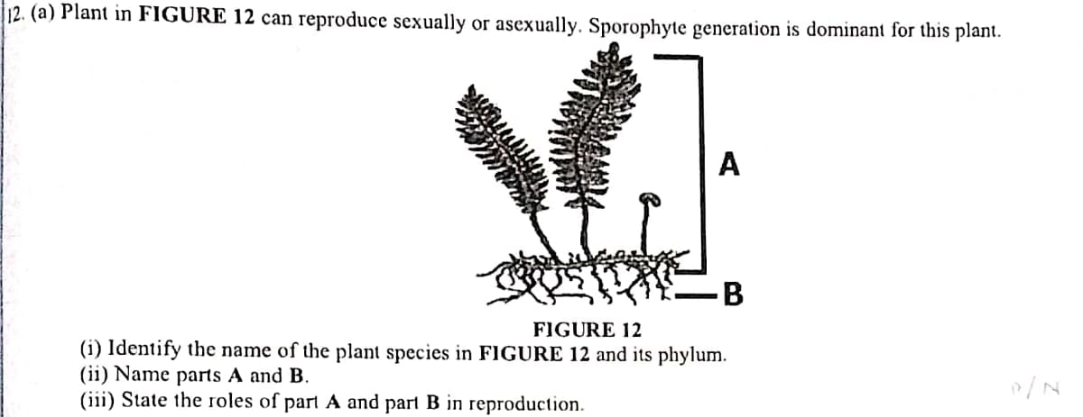 12. (a) Plant in FIGURE 12 can reproduce sexually or asexually. Sporophyte generation is dominant for this plant.
A
FIGURE 12
(i) Identify the name of the plant species in FIGURE 12 and its phylum.
(ii) Name parts A and B.
(iii) State the roles of part A and part B in reproduction.
