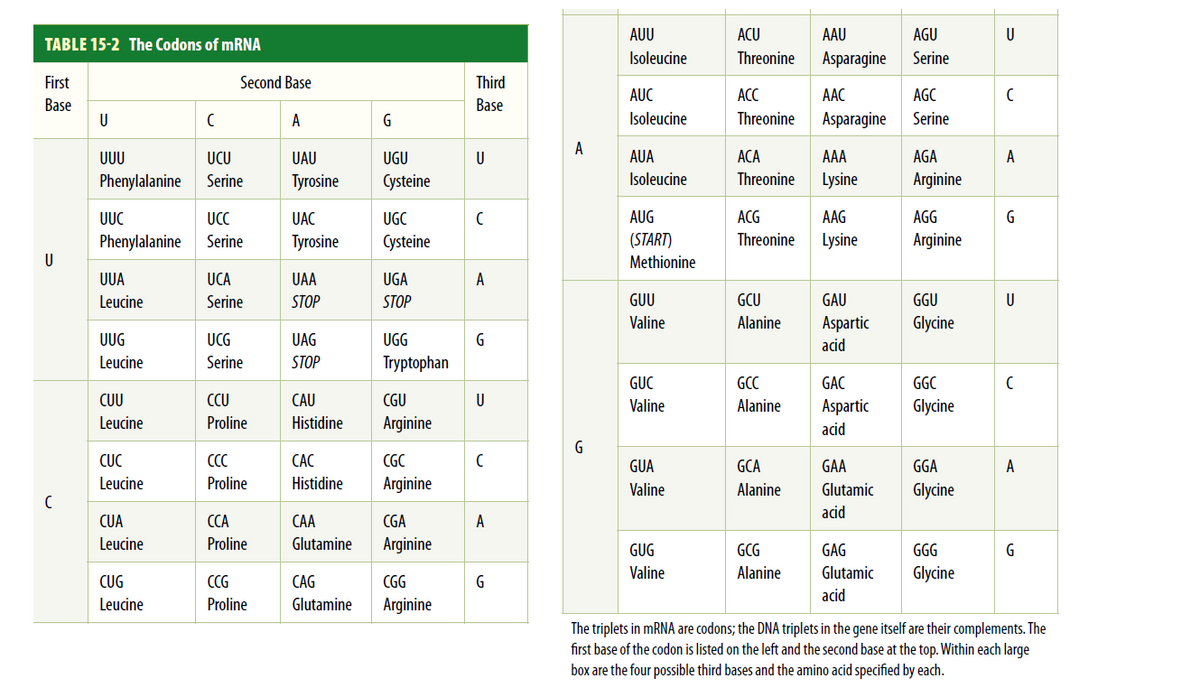 AUU
ACU
AAU
AGU
U
TABLE 15-2 The Codons of mRNA
Isoleucine
Threonine
Asparagine
Serine
First
Second Base
Third
AUC
АСС
AAC
AGC
Base
U
Base
A
Isoleucine
Threonine
Asparagine
Serine
A
UUU
UCU
UAU
UGU
U
AUA
ACA
AAA
AGA
A
Phenylalanine
Serine
Tyrosine
Cysteine
Isoleucine
Threonine
Lysine
Arginine
UUC
UCC
UAC
UGC
AUG
ACG
AAG
AGG
G
Phenylalanine
Serine
Tyrosine
Cysteine
(START)
Threonine
Lysine
Arginine
U
Methionine
UUA
UCA
UAA
UGA
A
Leucine
Serine
STOP
STOP
GUU
GCU
GAU
GGU
Valine
Alanine
Aspartic
Glycine
UUG
UCG
UAG
UGG
acid
Leucine
Serine
STOP
Tryptophan
GUC
GCC
GAC
GGC
CUU
CCU
CAU
CGU
U
Valine
Alanine
Aspartic
Glycine
Leucine
Proline
Histidine
Arginine
acid
CỤC
C
CAC
CGC
GUA
GCA
GAA
GGA
A
Leucine
Proline
Histidine
Arginine
Valine
Alanine
Glutamic
Glycine
acid
CỦA
CCA
CAA
CGA
A
Leucine
Proline
Glutamine
Arginine
GUG
GCG
GAG
GGG
G
Valine
Alanine
Glutamic
Glycine
CUG
CCG
CAG
CGG
G
acid
Leucine
Proline
Glutamine
Arginine
The triplets in MRNA are codons; the DNA triplets in the gene itself are their complements. The
first base of the codon is listed on the left and the second base at the top. Within each large
box are the four possible third bases and the amino acid specified by each.
