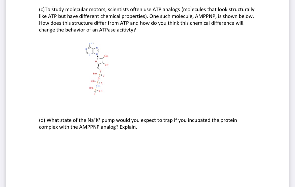 (c) To study molecular motors, scientists often use ATP analogs (molecules that look structurally
like ATP but have different chemical properties). One such molecule, AMPPNP, is shown below.
How does this structure differ from ATP and how do you think this chemical difference will
change the behavior of an ATPase acitivty?
но-р.
P=0
HO-P=O
NH
P-OH
OH
HO...
(d) What state of the Na*K* pump would you expect to trap if you incubated the protein
complex with the AMPPNP analog? Explain.