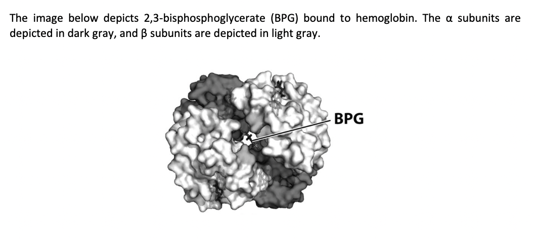 The image below depicts 2,3-bisphosphoglycerate
depicted in dark gray, and ß subunits are depicted in light gray.
(BPG) bound to hemoglobin. The a subunits are
BPG