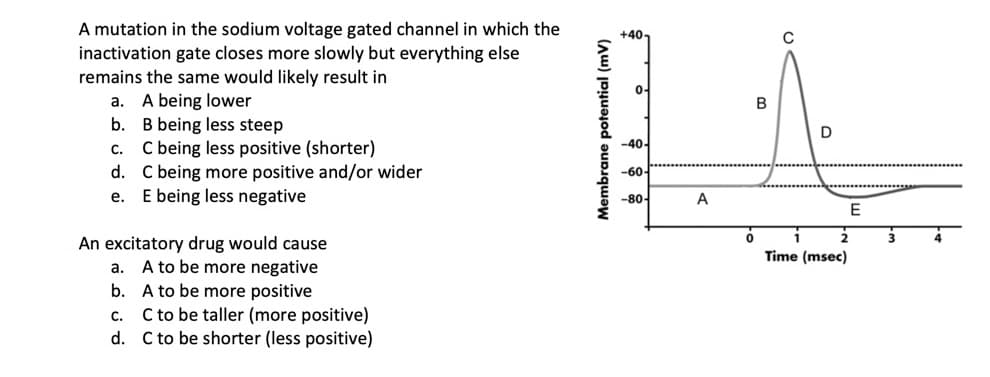 A mutation in the sodium voltage gated channel in which the
inactivation gate closes more slowly but everything else
remains the same would likely result in
a. A being lower
b.
c.
d.
e.
B being less steep
C being less positive (shorter)
C being more positive and/or wider
E being less negative
An excitatory drug would cause
A to be more negative
A to be more positive
a.
b.
C.
C to be taller (more positive)
d. C to be shorter (less positive)
Membrane potential (mv)
+40-
-40-
-60
-80-
A
0
B
D
H 2
Time (msec)
E
3