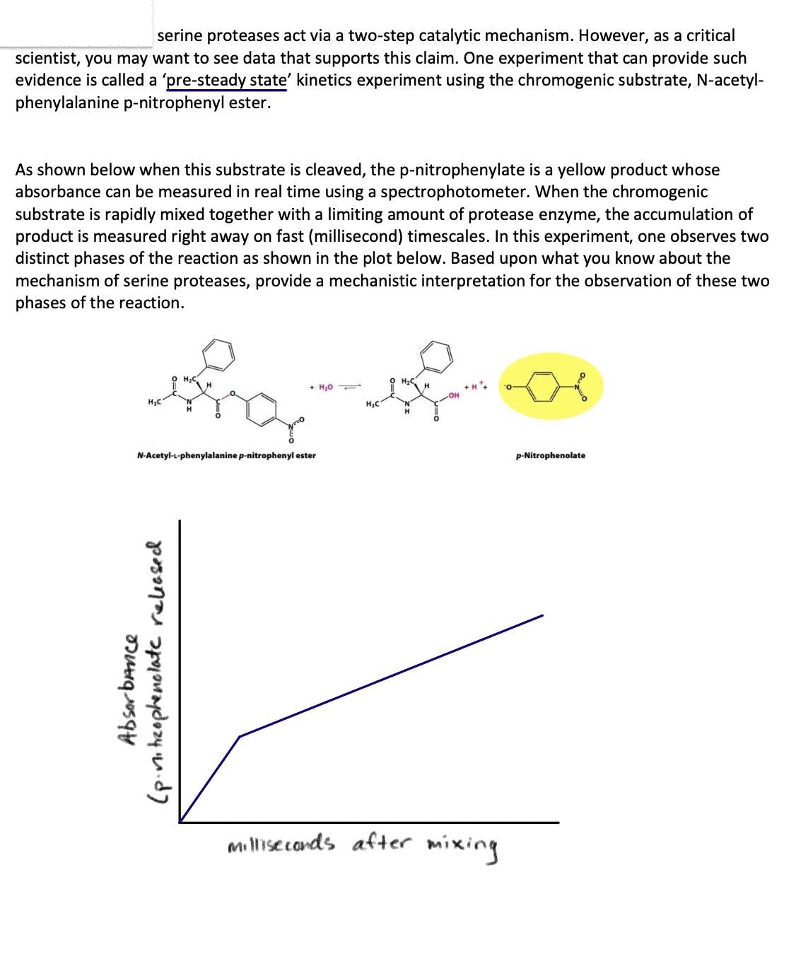 serine proteases act via a two-step catalytic mechanism. However, as a critical
scientist, you may want to see data that supports this claim. One experiment that can provide such
evidence is called a 'pre-steady state' kinetics experiment using the chromogenic substrate, N-acetyl-
phenylalanine p-nitrophenyl ester.
As shown below when this substrate is cleaved, the p-nitrophenylate is a yellow product whose
absorbance can be measured in real time using a spectrophotometer. When the chromogenic
substrate is rapidly mixed together with a limiting amount of protease enzyme, the accumulation of
product is measured right away on fast (millisecond) timescales. In this experiment, one observes two
distinct phases of the reaction as shown in the plot below. Based upon what you know about the
mechanism of serine proteases, provide a mechanistic interpretation for the observation of these two
phases of the reaction.
+ H₂O
N-Acetyl-L-phenylalanine p-nitrophenyl ester
p-Nitrophenolate
Absorbance
(p.nitrophenolate released
milliseconds after
mixing