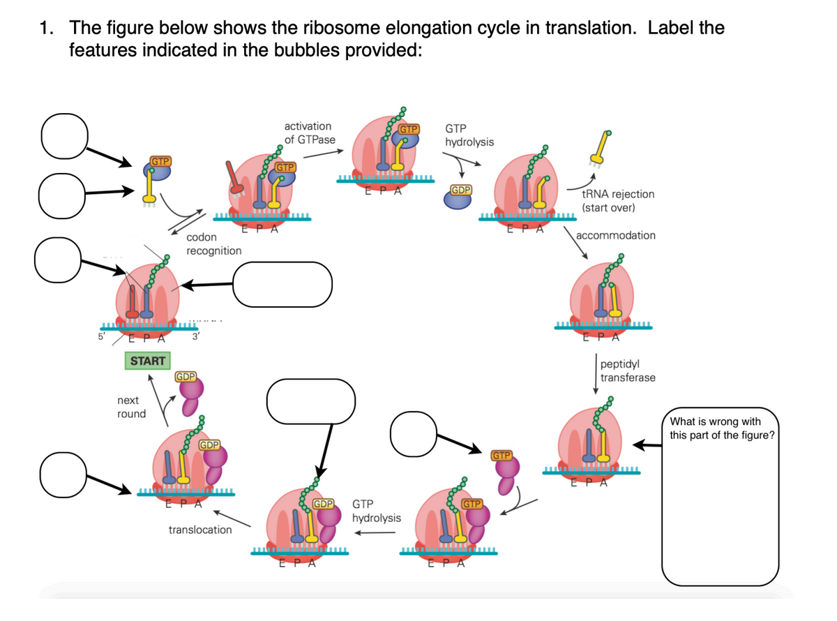 1. The figure below shows the ribosome elongation cycle in translation. Label the
features indicated in the bubbles provided:
5'
(GTP)
EPA
START
next
round
codon
recognition
GDP
GDP
IT
ΕΡΑ
translocation
pooooo
activation
of GTPase
GTP
mutuu
ΕΡΑ
GDP
EPA
GTP
ΕΡΑ
GTP
hydrolysis
GTP
hydrolysis
GDP
GTP
wwwww
ΕΡΑ
ΕΡΑ
(GTP)
tRNA rejection
(start over)
accommodation
peptidyl
transferase
EPA
What is wrong with
this part of the figure?