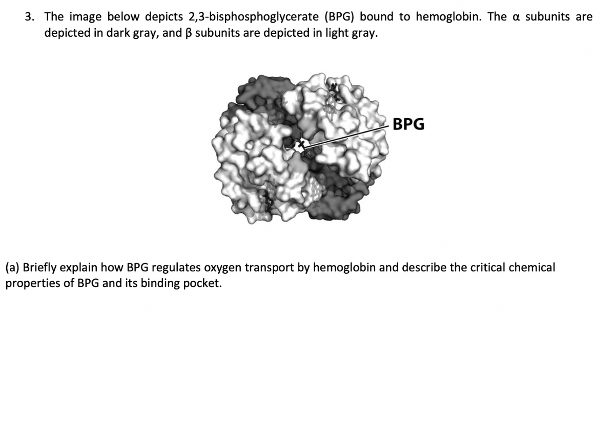 3. The image below depicts 2,3-bisphosphoglycerate
depicted in dark gray, and ß subunits are depicted in light gray.
(BPG) bound to hemoglobin. The a subunits are
BPG
(a) Briefly explain how BPG regulates oxygen transport by hemoglobin and describe the critical chemical
properties of BPG and its binding pocket.