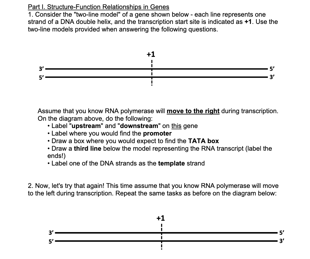 Part I. Structure-Function Relationships in Genes
1. Consider the "two-line model" of a gene shown below - each line represents one
strand of a DNA double helix, and the transcription start site is indicated as +1. Use the
two-line models provided when answering the following questions.
3'
5'
+1
Assume that you know RNA polymerase will move to the right during transcription.
On the diagram above, do the following:
• Label "upstream" and "downstream" on this gene
• Label where you would find the promoter
min
I
• Draw a box where you would expect to find the TATA box
• Draw a third line below the model representing the RNA transcript (label the
ends!)
• Label one of the DNA strands as the template strand
3'
2. Now, let's try that again! This time assume that you know RNA polymerase will move
to the left during transcription. Repeat the same tasks as before on the diagram below:
5'
5'
3'
+1
I
I
5'
3'